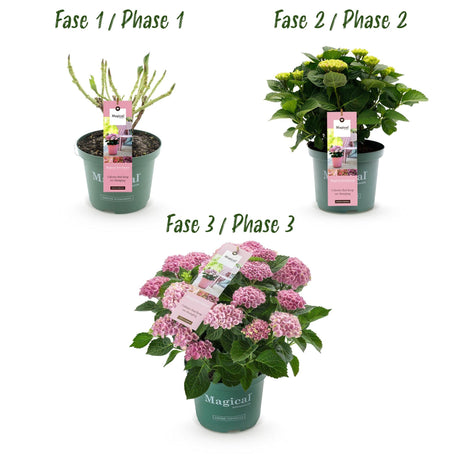 Livraison plante Hortensia Magical Revolution Pink – Lot de 2 – Pot 23 cm
