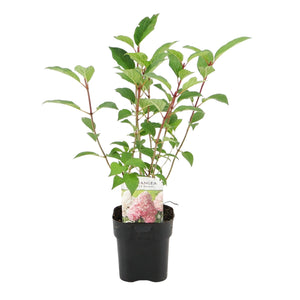 Livraison plante Hortensia paniculata Vanille Fraise – Lot de 3 – Pot 17 cm