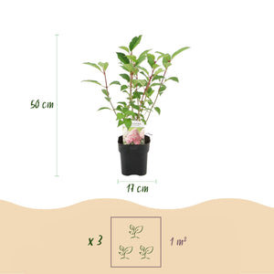 Livraison plante Hortensia paniculata Vanille Fraise – Lot de 3 – Pot 17 cm