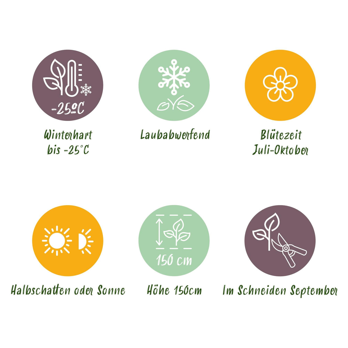 Livraison plante Hortensia Panniculata Limelight – Pot 17 cm – Hauteur 50 cm