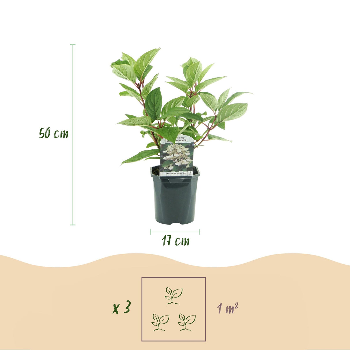 Livraison plante Hortensia Panniculata Wims Red – Lot de 3 – Hauteur 50 cm