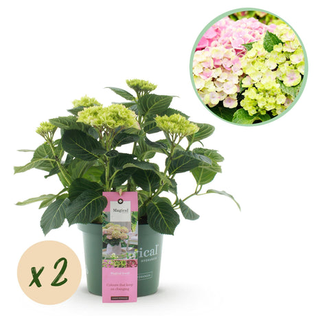 Livraison plante Hortensia rose bijoux en pot