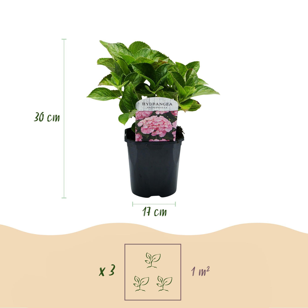 Livraison plante Hortensia Rose – Lot de 3 – Pot 17 cm – Hauteur 30 cm