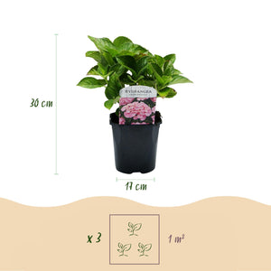 Livraison plante Hortensia Rose – Lot de 3 – Pot 17 cm – Hauteur 30 cm