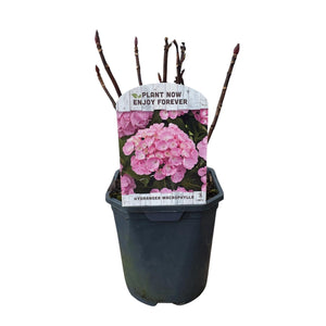 Livraison plante Hortensia Rose – Lot de 3 – Pot 17 cm – Hauteur 30 cm
