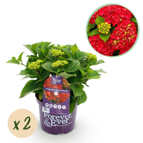 Livraison plante Hortensia Rouge en pot