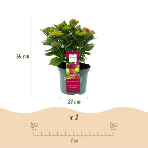 Livraison plante Hortensia Ruby Tuesday et Saphire – Lot de 2 – Pot 23 cm
