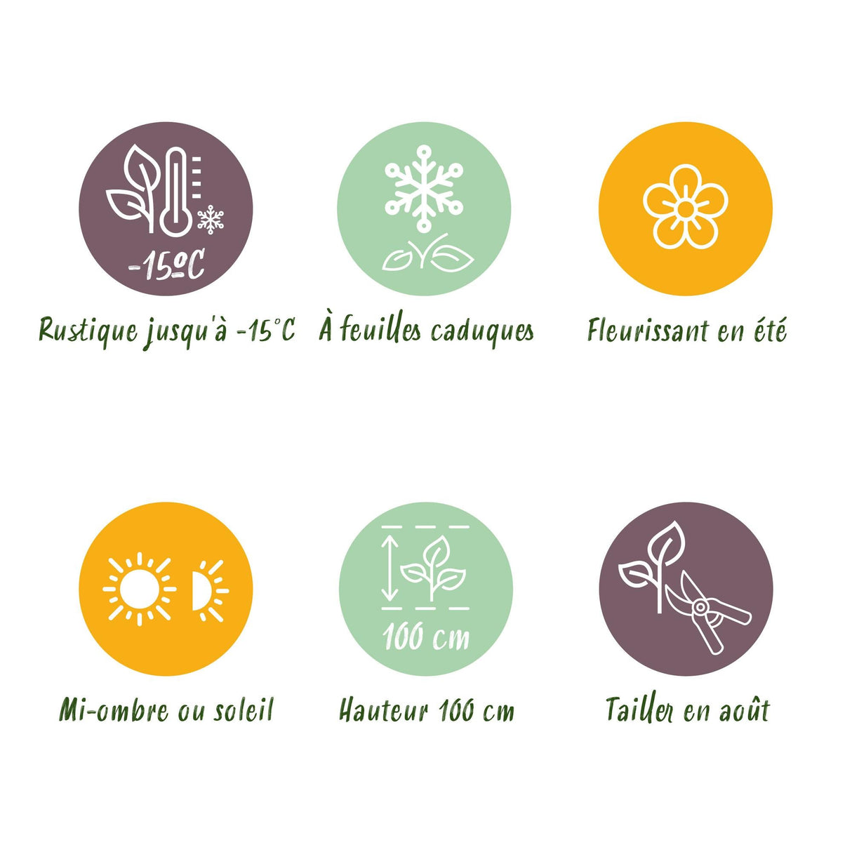 Livraison plante Hortensia Ruby Tuesday et Saphire – Lot de 2 – Pot 23 cm