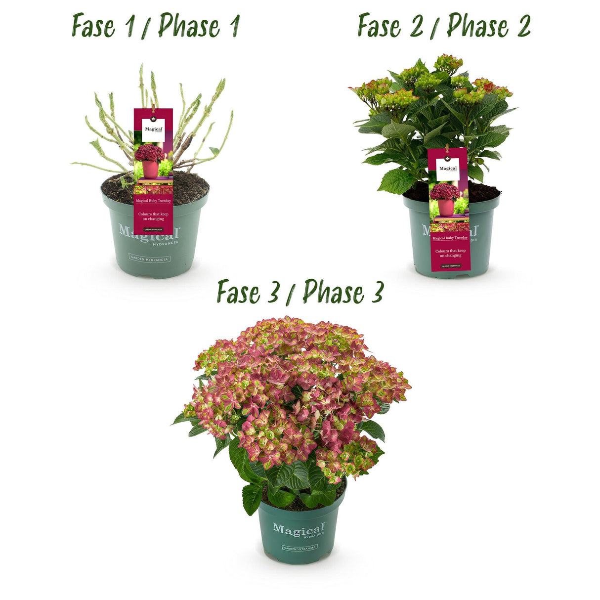 Livraison plante Hortensia Ruby Tuesday&Sapphire – Pot 23 cm – Hauteur 55 cm