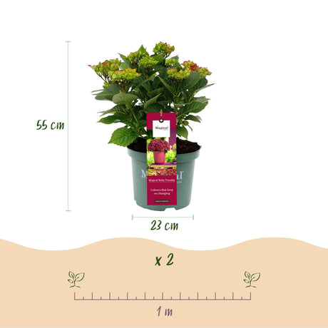 Livraison plante Hortensia Ruby Tuesday&Sapphire – Pot 23 cm – Hauteur 55 cm
