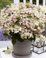 Livraison plante Hortensia '(S) sorcière ophélia'® - ↨60cm - Ø24cm - plante d'extérieur fleurie