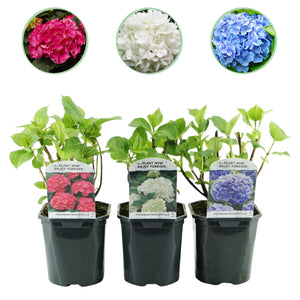 Livraison plante Hortensia Tricolour – Lot de 3 – Pot 17 cm – Hauteur 30 cm