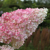 Livraison plante Hortensia Vanille Fraise – Lot de 1 – Pot 17 cm