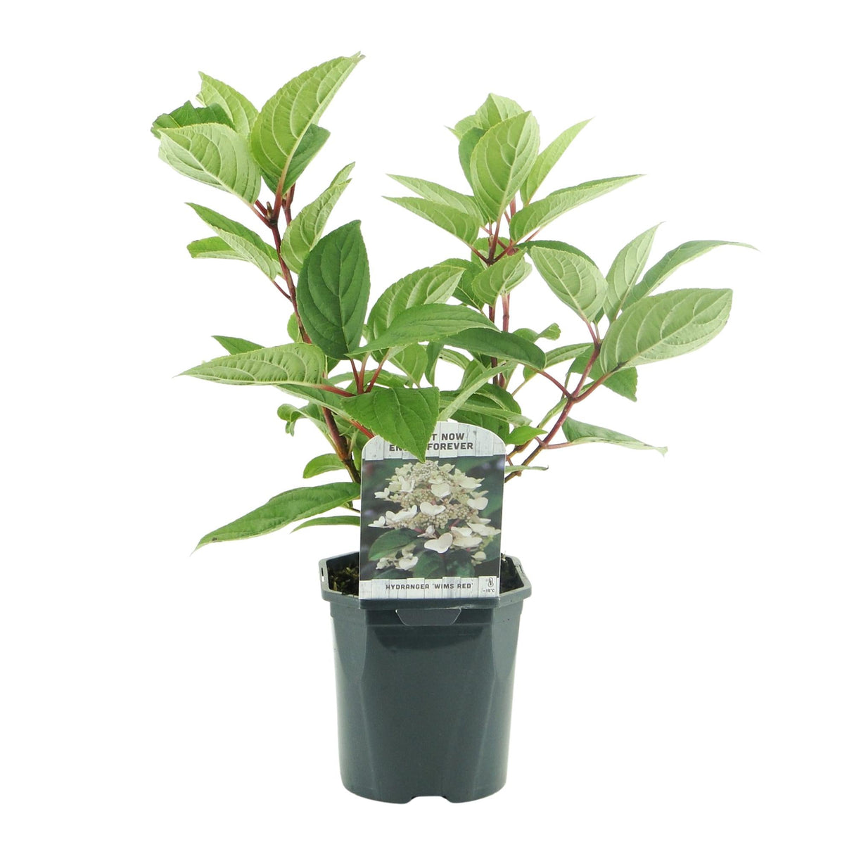 Livraison plante Hortensia Wims Red – Lot de 1 – Pot 17 cm – Hauteur 50 cm