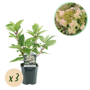 Livraison plante Hortensia Wims Red x1