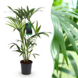 Livraison plante Howea Forsteriana d19cm H80cm