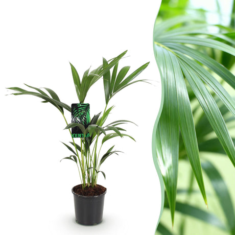 Livraison plante Howea Forsteriana Kentia d17cm H70cm