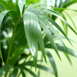 Livraison plante Howea Forsteriana Kentia d17cm H70cm