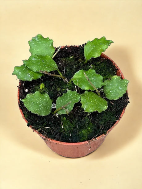 Livraison plante Hoya Endauensis
