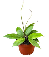 Livraison plante Hoya Nicholsoniae