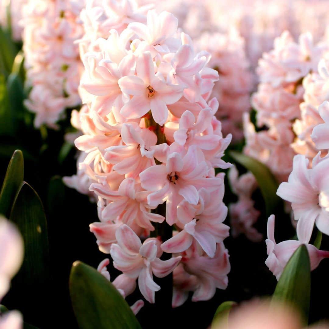 Livraison plante Hyacinthe 'China Pink' - 10 Bulbes