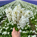 Livraison plante Hyacinthe 'Louvre' - 10 Bulbes