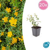 Livraison plante Hypericum dummeri Peter Dummer