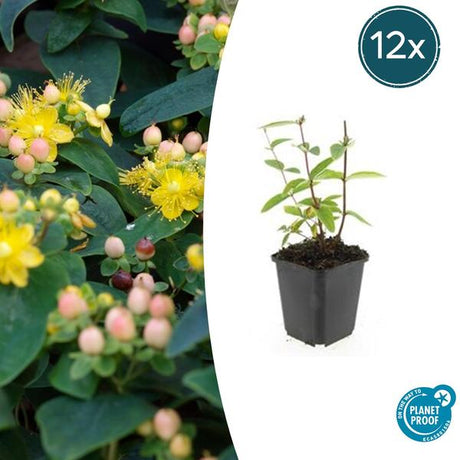 Livraison plante Hypericum inodorum Annebel