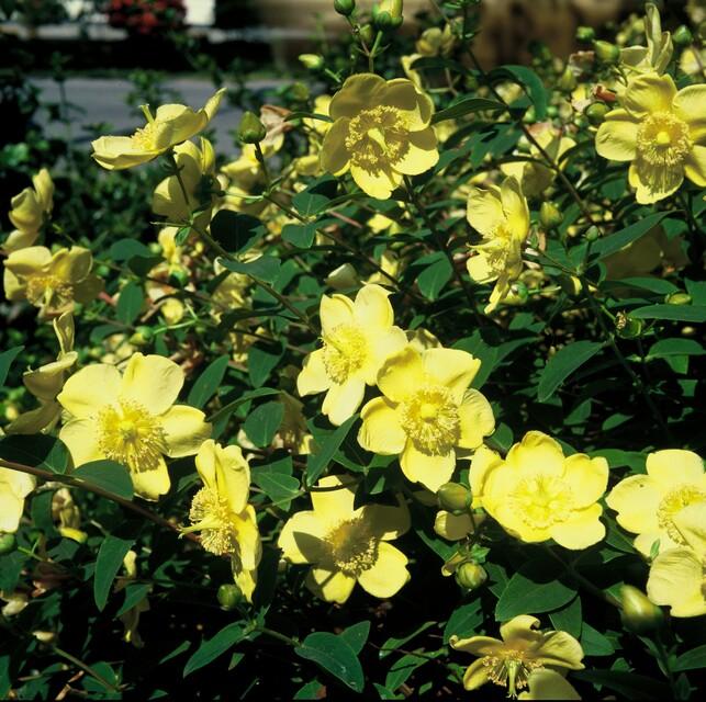 Livraison plante Hypericum - Millepertuis Hidcote