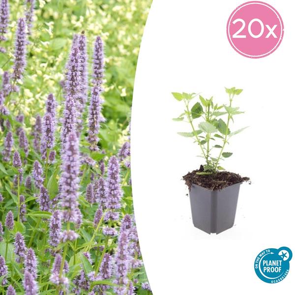 Livraison plante Hyssop géant Blue Fortune