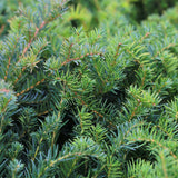 Livraison plante If Taxus baccata – Lot de 6 – Pot 17 cm – Hauteur 60 cm