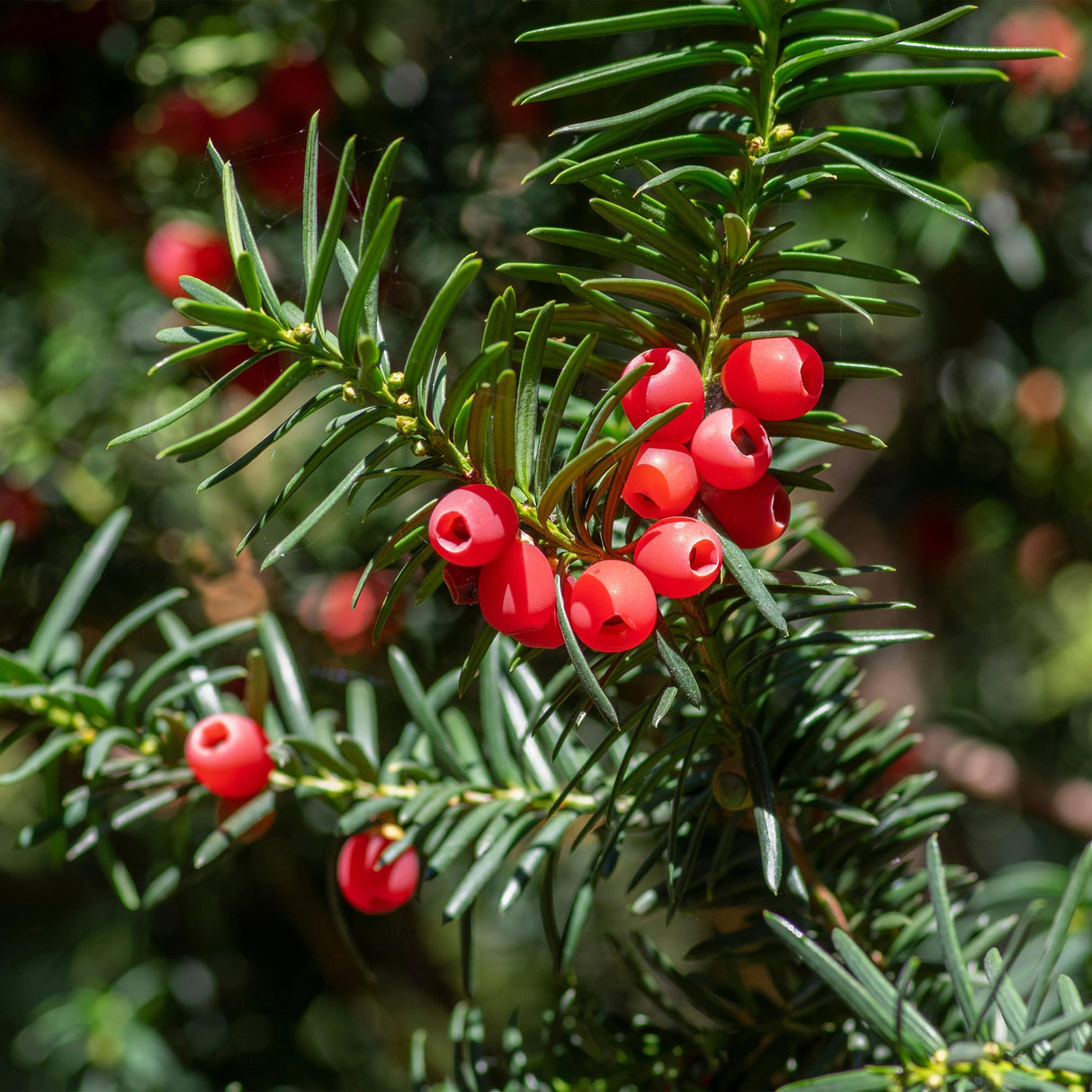 Livraison plante If Taxus baccata – Lot de 6 – Pot 17 cm – Hauteur 60 cm