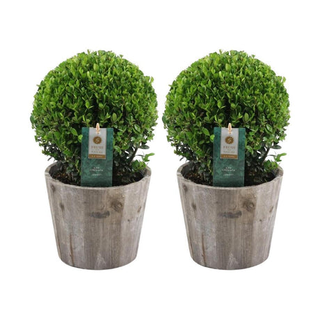 Livraison plante Ilex crenata 'Jenny' et leur pot x 2