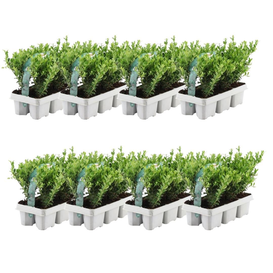 Livraison plante Ilex crenata 'Jenny' - lot de 48 - Ø7cm - ↕25 cm - plante de haie