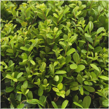 Livraison plante Ilex crenata 'Jenny' x 12