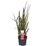 Livraison plante Imperata cylindrica 'Red Baron' - ↨40cm - Ø14 - plante vivace