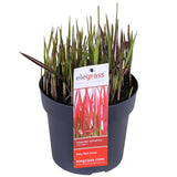 Livraison plante Imperata Cylindrical 'Red Baron'
