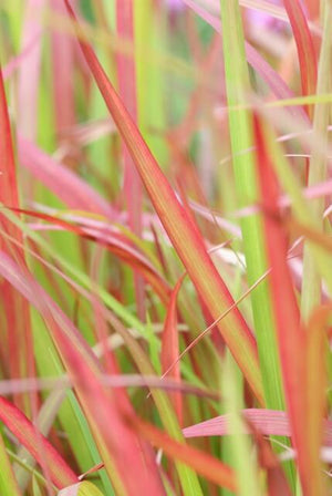 Livraison plante Imperata Herbe sanglante 'Red Baron'