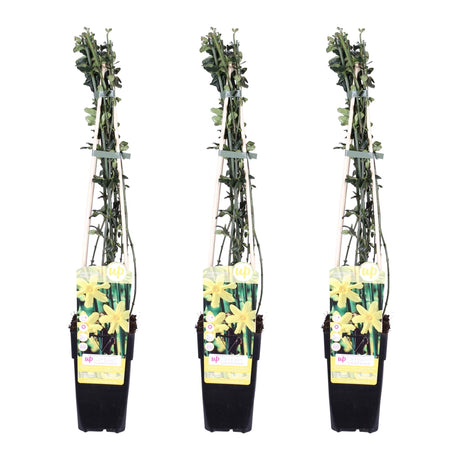 Livraison plante Jasmin d'hiver - lot de 4 - ↨65cm - Ø15 - Plante grimpante d'extérieur