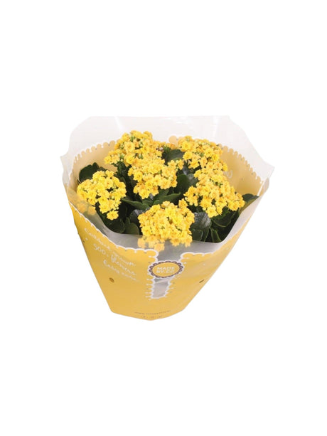 Livraison plante Kalanchoe Double jaune d23cm h27cm