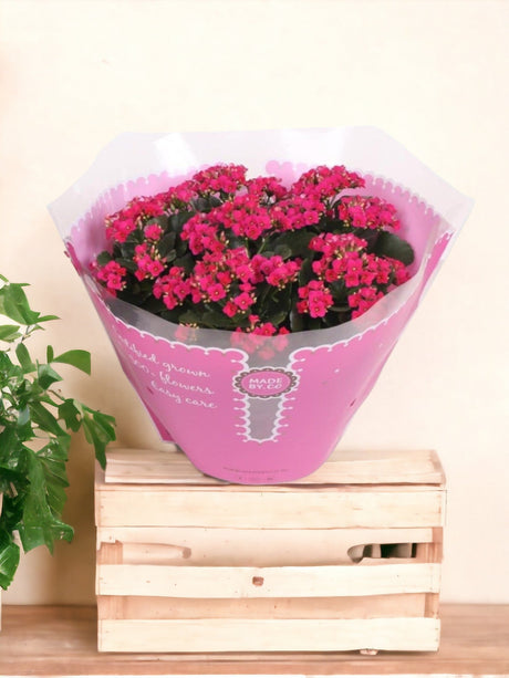 Livraison plante Kalanchoe violet d23cm h27cm