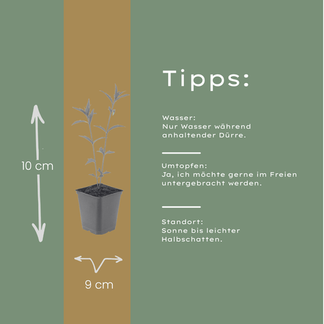 Livraison plante Kalimeris blue star