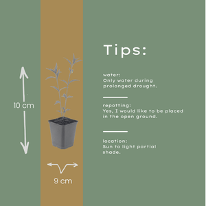 Livraison plante Kalimeris blue star