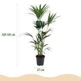Livraison plante Kentia Howea forsteriana d21 cm – H120 cm
