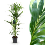 Livraison plante Kentia Howea Forsteriana d24cm H40cm
