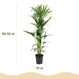 Livraison plante Kentia Howea Forsteriana d24cm H40cm