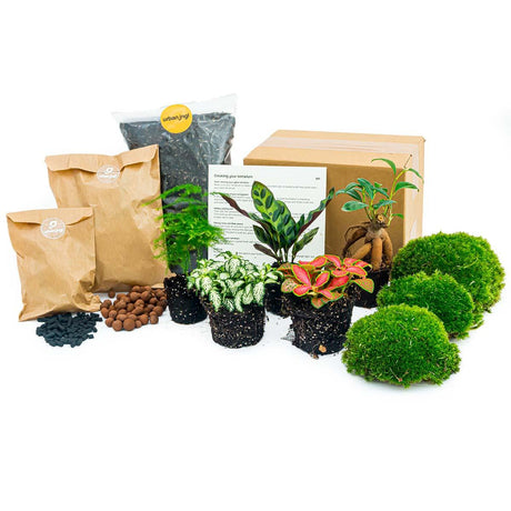 Livraison plante Kit rempotage plantes pour terrarium