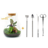 Livraison plante Kit Terrarium DIY 3 plantes - SAMOS