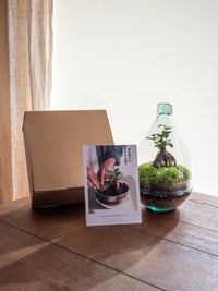 Kit <tc>Terrario</tc> BRICOLAJE - CORTICA
