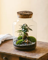 Livraison plante Kit Terrarium DIY - CORTICA